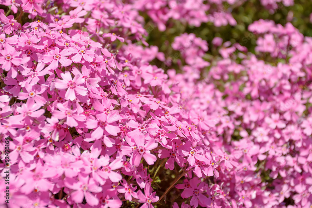 Fototapeta premium pink flowers in spring garden