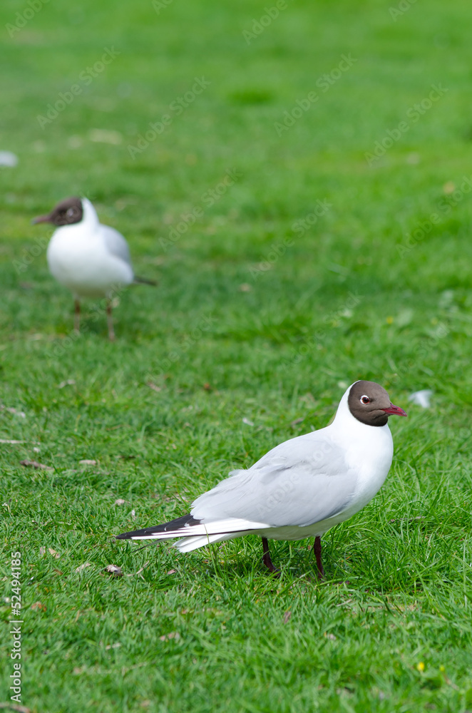 European seagull on the grass European seagull on the grass