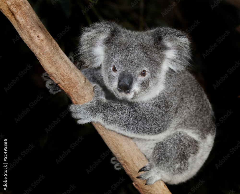 Naklejka premium australian koala bear