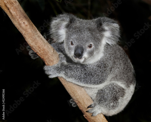 Fototapeta Naklejka Na Ścianę i Meble -  australian koala bear