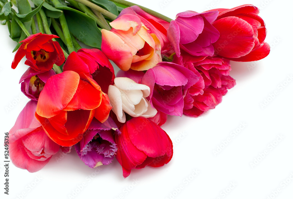 bunch of red and pink tulips over white bunch of red and pink tulips over white
