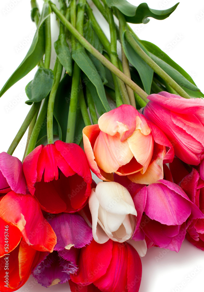bunch of red and pink tulips over white bunch of red and pink tulips over white