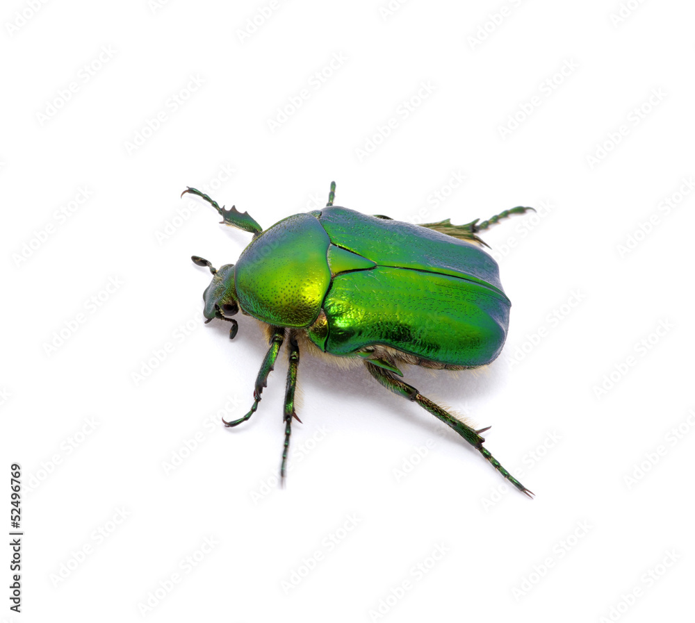 Naklejka premium Green beetle