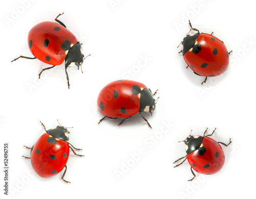 Collection of ladybugs