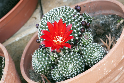 Flower of cactus rebutia deminuta photo