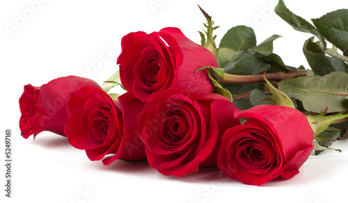 Beautiful red roses isolated on white background