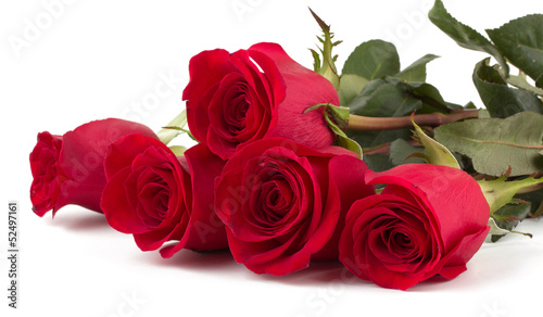 Beautiful red roses isolated on white background