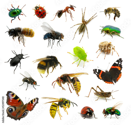 Set of insects © Alekss