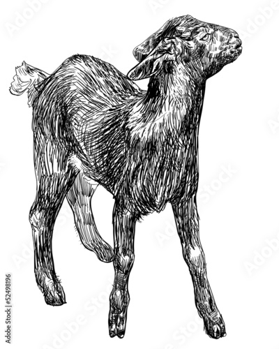 Young black goat