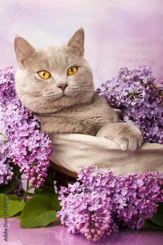 Fototapeta Naklejka Na Ścianę i Meble -  Portrait of British Shorthair cat