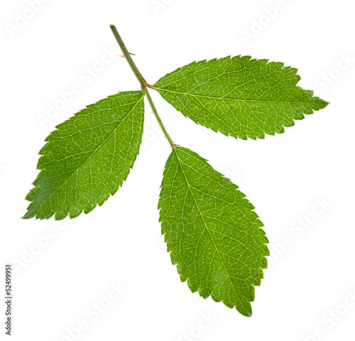 Green leaves of a young plant are isolated on a white background