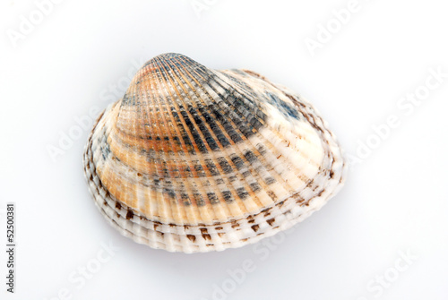 Pearl shell