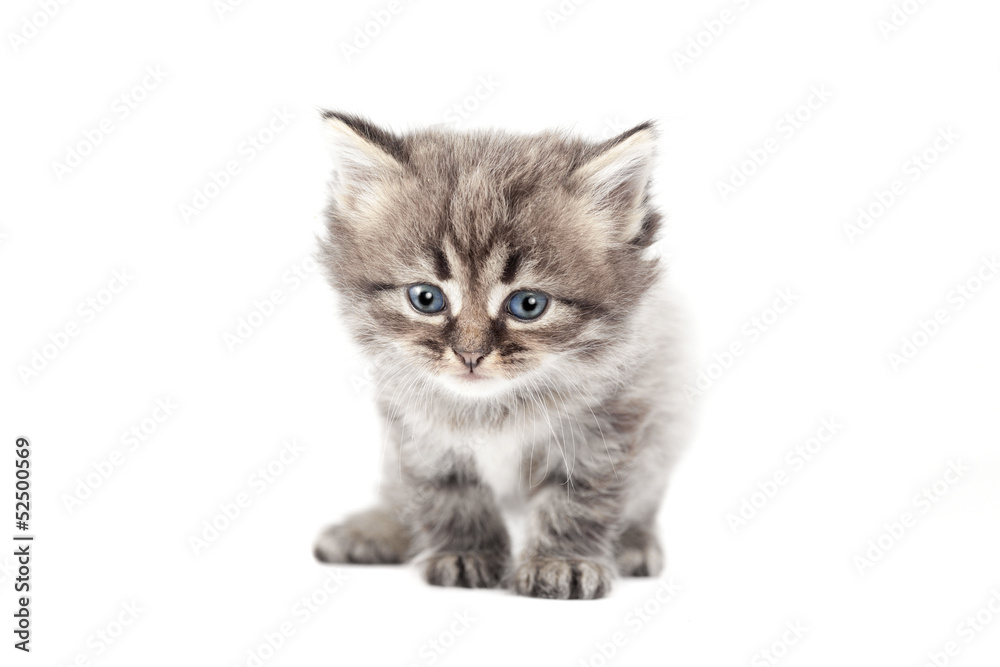 The small cat is isolated on a white background The small cat is isolated on a white background