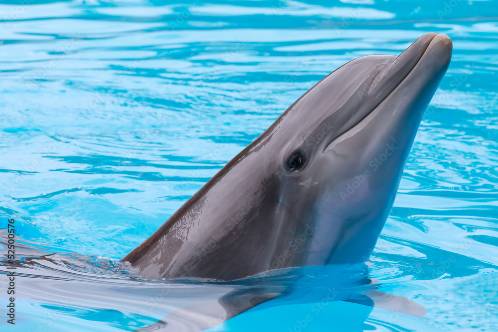 Naklejka premium auftauchender Delfin im blauen Wasser