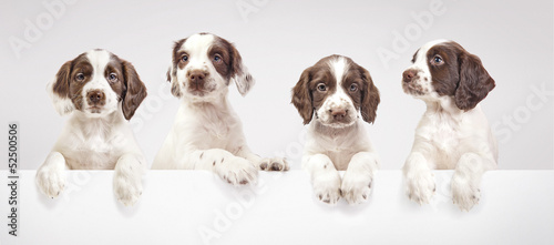 Photo Spaniel puppies