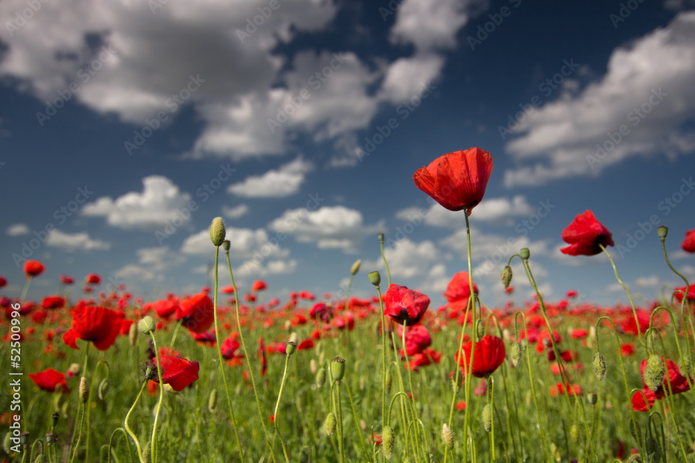 Poppy field with beautiful cloudy sky
