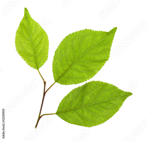 Green leaves of a young plant are isolated on a white background