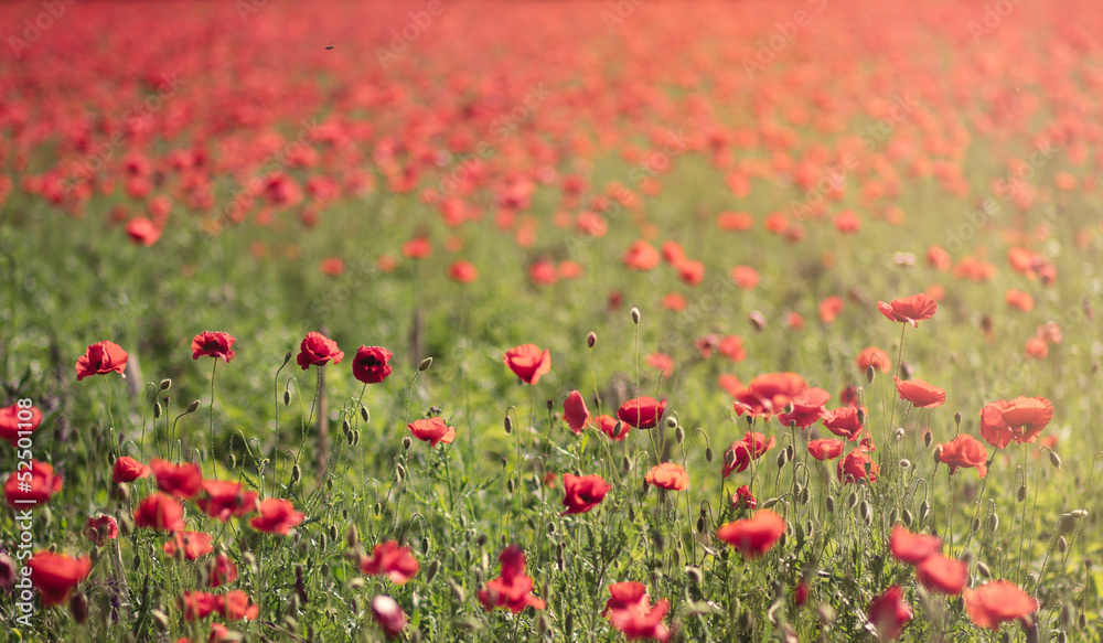 Red poppy field background
