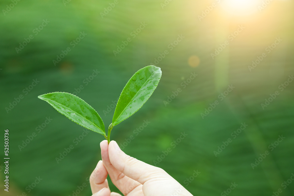 hand holding tea leaf and sunrise background hand holding tea leaf and sunrise background