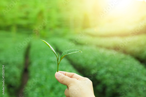 hand holding tea leaf and green tea plantation background