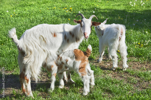 Rural scene with mother goat nursing her baby