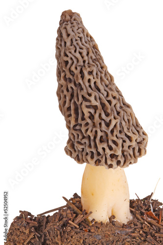 Gray morel mushroom and substrate isolated on white photo