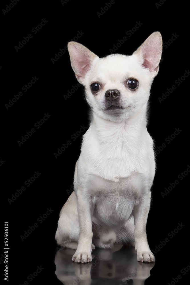 Chihuahua isolated on black background.