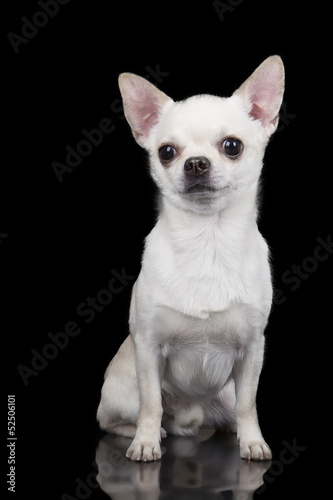 Fototapeta Naklejka Na Ścianę i Meble -  Chihuahua isolated on black background.