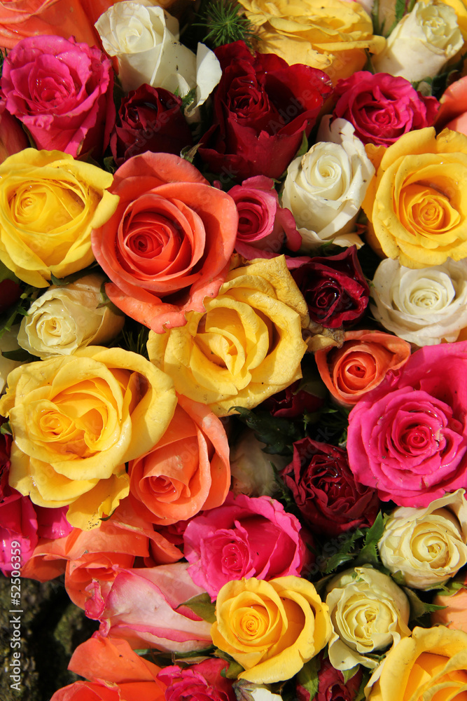 Multicolored roses Multicolored roses