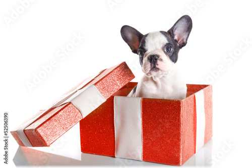 Fototapeta Naklejka Na Ścianę i Meble -  Adorable French bulldog puppy in present box isolated over white