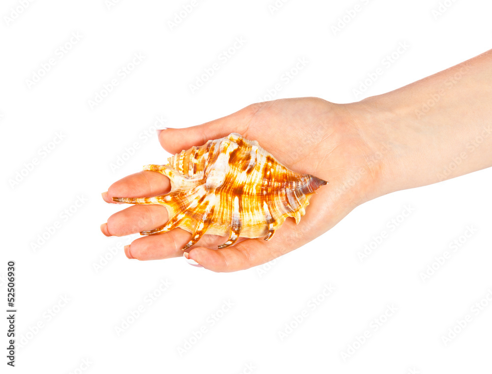 Fototapeta premium Woman's hand with a seashell