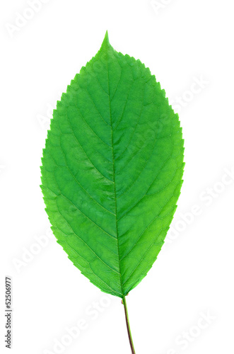 Cherry leaf