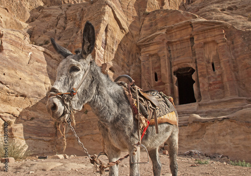 Donkey near ancient tomb in Petra