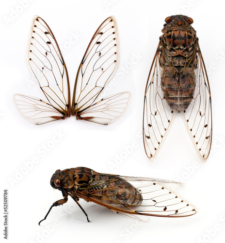 cicada insect. photo