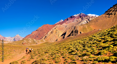 Hikers trekking in the Andes  Argentina  South America