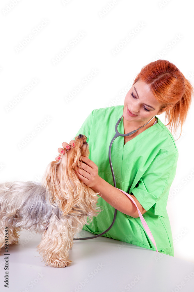 veterinarian with yorkshire terrier puppy veterinarian with yorkshire terrier puppy