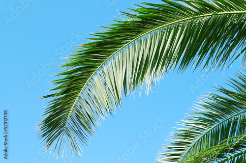 palm branch on background of blue sky © alinamd