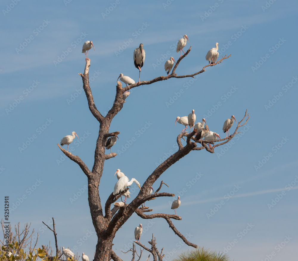 The Bird Tree The Bird Tree