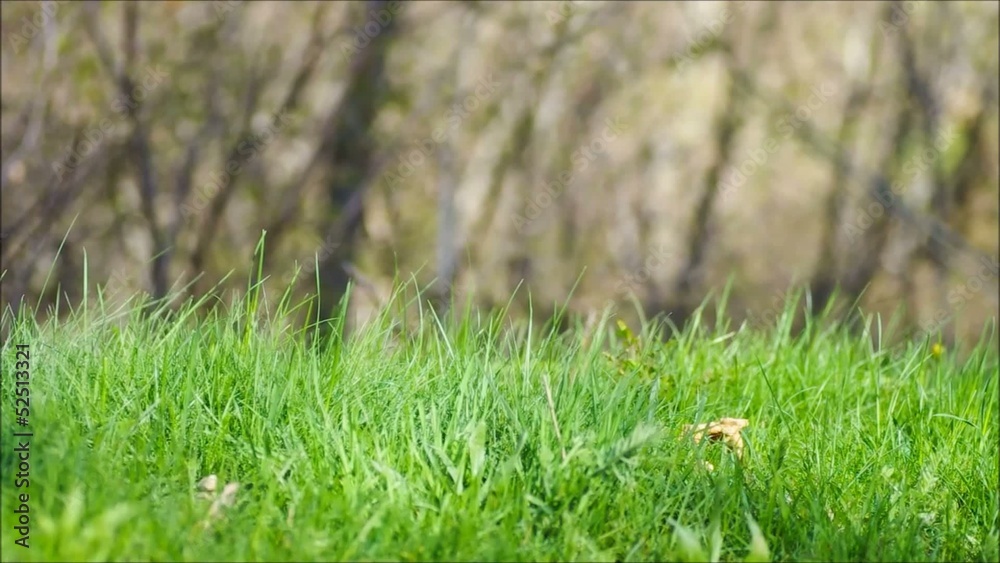 Grass background_Spring or summer.