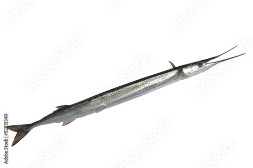 long garfish photo