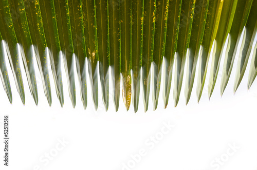 Sugar palm leaf