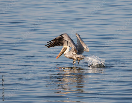 Brown Pelican Take Off © picturin