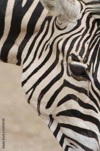 zebre