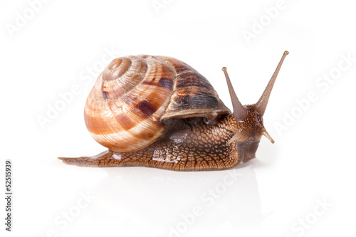 Garden snail escapes. White background