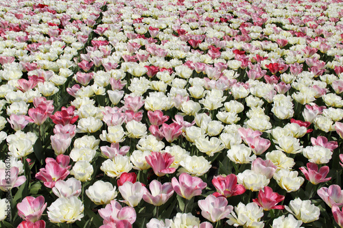 Tulip field photo