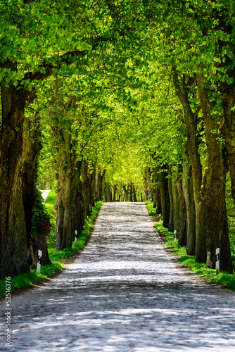 Baumallee Landstraße im Sommer