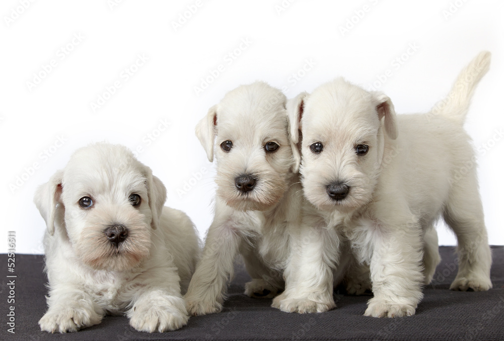 white schnauzer puppies