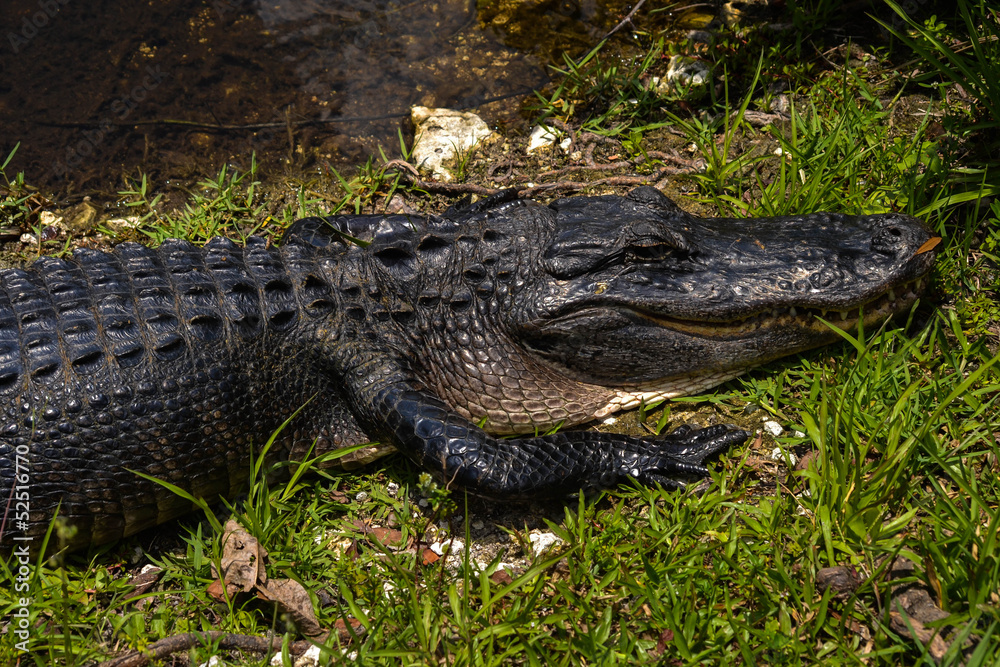 Alligator in the Everglades Alligator in the Everglades