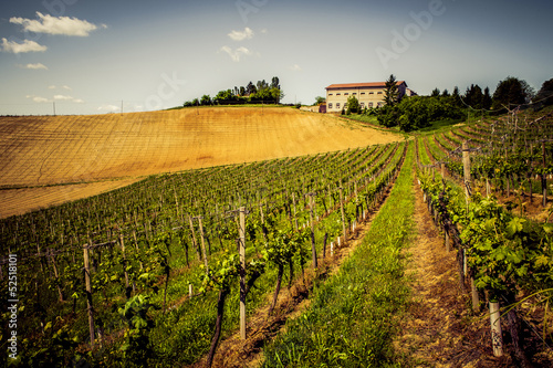 Vigne del Monferrato photo