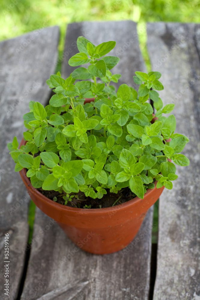 oregano in clay pot on wooden table oregano in clay pot on wooden table
